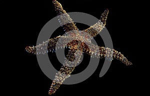 Mediterranean rock seastar - Coscinasterias tenuispina