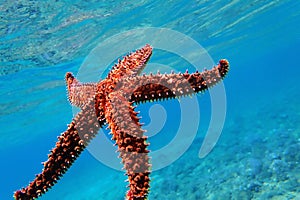 Mediterranean rock seastar - Coscinasterias tenuispina