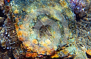 Mediterranean rock seastar - Coscinasterias tenuispina