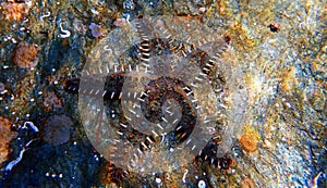 Mediterranean rock seastar - Coscinasterias tenuispina