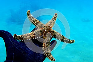 Mediterranean rock seastar - Coscinasterias tenuispina