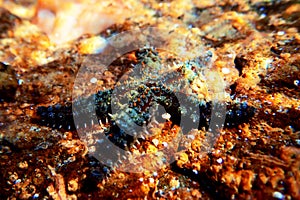 Mediterranean rock seastar - Coscinasterias tenuispina