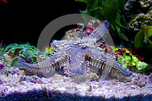 Mediterranean sand sea starfish