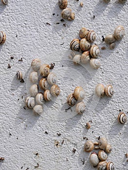 Mediterranean sand snails Theba pisana hanging on a white wall