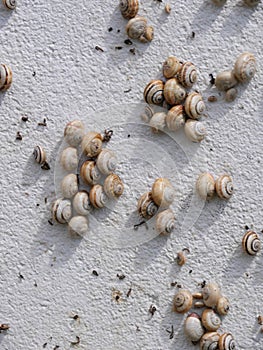 Mediterranean sand snails Theba pisana hanging on a white wall photo