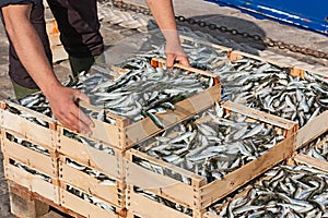 Mediterranean sardines