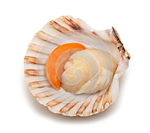 Mediterranean scallop