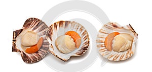 Mediterranean scallop