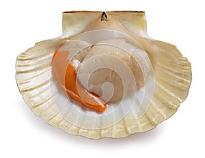 Mediterranean scallop