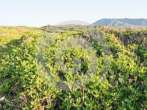 Mediterranean scrub leafs sky