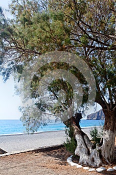 Mediterranean Sea, beach, tree Sougia, Crete, Greece