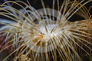 Mediterranean sea cerianthus underwater detail