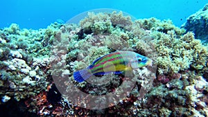 Mediterranean sea colourful reeef fish swimming close to the camera