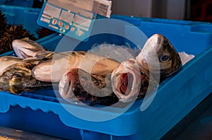 Mediterranean sea fish in Xabia Javea fish market of Spain