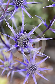 Mediterranean sea holly Eryngium bourgatii lapis blue, spiky metal-blue flowers