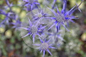 Mediterranean sea holly Eryngium bourgatii, spiky blue-purple flowers