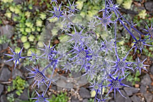 Mediterranean sea holly Eryngium bourgatii, spiky blue-purple flowers