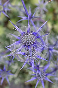 Mediterranean sea holly Eryngium bourgatii, spiky blue-purple flowers in close-up