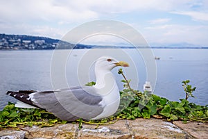 Mediterranean Sea landscape Cannes Iles de Lerins