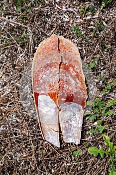 Mediterranean Sea. Large fragments of a valve of shell of Pinna nobilis found on a beach in south-western Sardinia