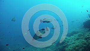 Mediterranean sea life - Grouper fishes swimming together in a reef