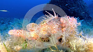 Mediterranean sea marine life Scorpionfish resting in a reef