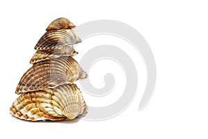 Mediterranean sea shells photo