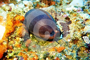 Mediterranean Sea Snail shell mollusk - Luria lurida