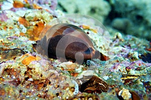 Mediterranean Sea Snail shell mollusk - Luria lurida