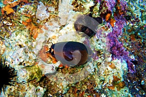 Mediterranean Sea Snail shell mollusk - Luria lurida