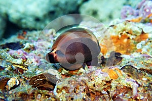 Mediterranean Sea Snail shell mollusk - Luria lurida