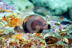 Mediterranean Sea Snail shell mollusk - Luria lurida