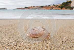 The Mediterranean sea threw the tide on the shore of the jellyfish.