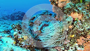 Mediterranean sea underwater landscape with a white anemone in a reef