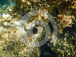 Mediterranean sea urchin illuminated by an underwater rainbow