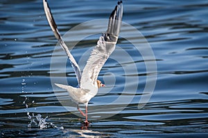 Mediterranean Seagull - Larus michahellis