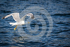 Mediterranean Seagull - Larus michahellis