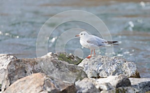 A mediterranean seagull standing on big rocks in the background water in the blur, close-up, day