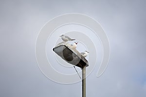 Mediterranean seagulls with open beak standing on an unlit halogen streetlamp on a cloudy day