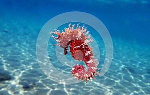 Mediterranean Seahorse - Hippocampus guttulatus