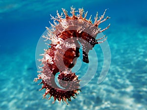 Mediterranean Seahorse - Hippocampus guttulatus