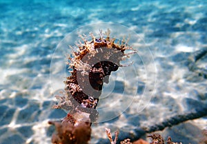 Mediterranean Seahorse - Hippocampus guttulatus