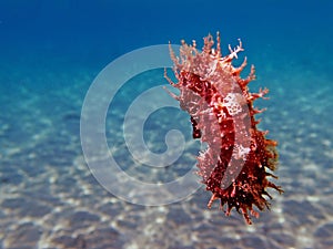 Mediterranean Seahorse - Hippocampus guttulatus photo