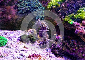 Mediterranean Seahorse in Saltwater aquarium tank - Hippocampus guttulatus