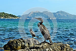 Mediterranean shag Phalacrocorax aristotelis desmarestii in summer