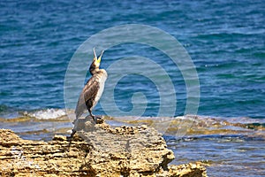 Mediterranean Shag - Phalacrocorax Aristotelis - Sitting On A Rock During a Sunny Spring Day
