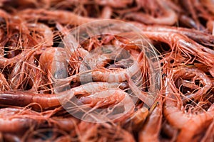 Mediterranean shrimps