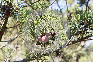 Mediterranean shrub Juniperus phoenicea photo