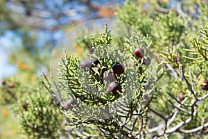 Mediterranean shrub Juniperus phoenicea photo