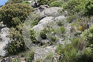 Mediterranean shrublands